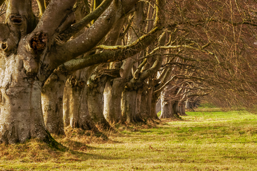 Beech Avenue, Winter